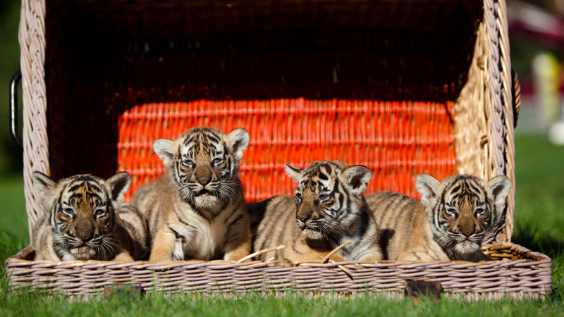 Illustration for article titled What's Cuter Than A Tiger Cub? Tiger Quadruplets
